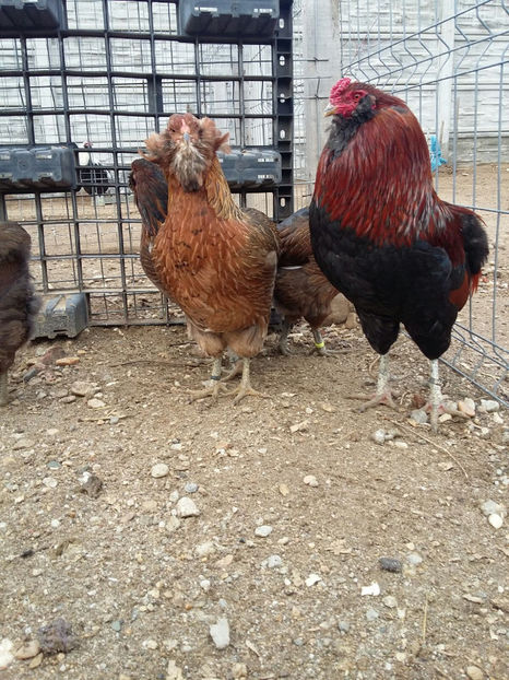 IMG-20180208-WA0032 - 2018 Araucana Potarnichiu familia nr 1