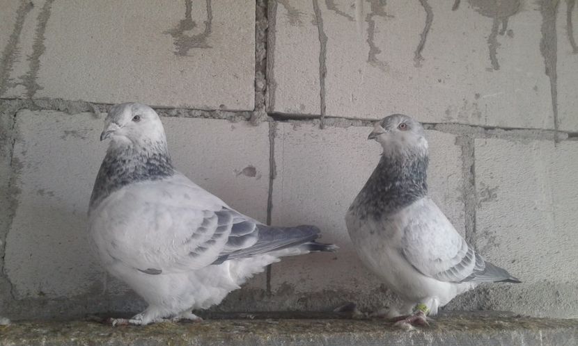 M2017 F2016 - Cuci -Albastri- Matca 2018