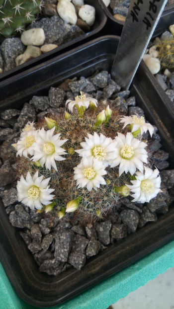 08.02.2018 - Mammillaria zeilmanniana v albiflora