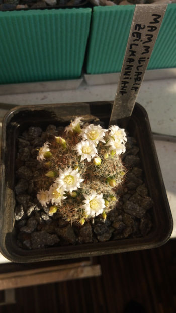 08.02.2018 - Mammillaria zeilmanniana v albiflora