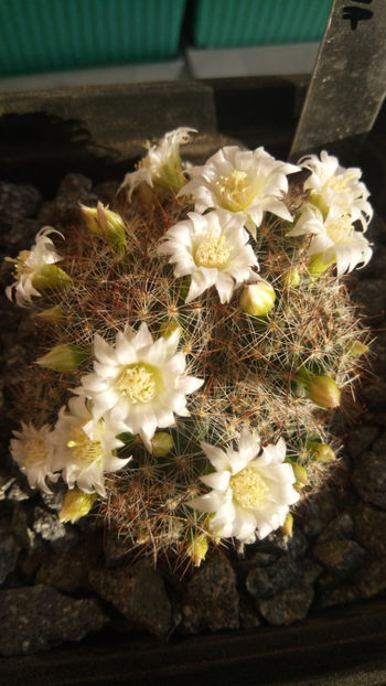 08.02.2018 - Mammillaria zeilmanniana v albiflora