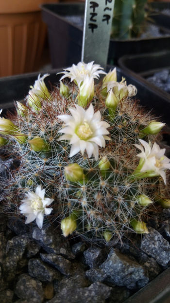 08.02.2018 - Mammillaria zeilmanniana v albiflora