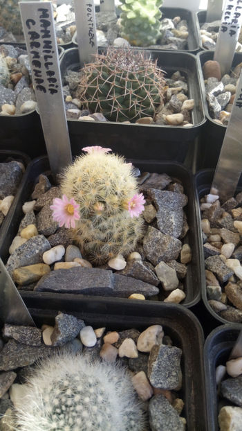 07.01.2018 - Mammillaria carmenae hb