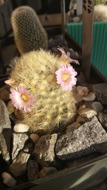 11.03.2018 - Mammillaria carmenae hb