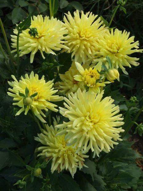 2013_dalii_10 - 2013_06_Dalii