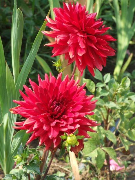 2013_dalii_28 - 2013_06_Dalii