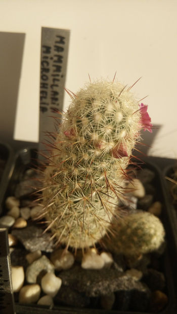 08.02.2018 - Mammillaria microhelia