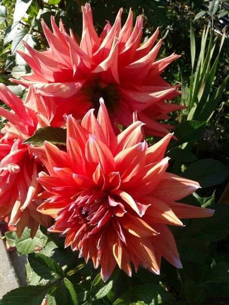 2013_dalii_36 - 2013_06_Dalii