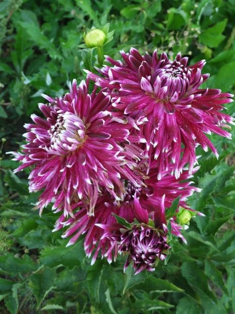 2013_dalii_49 - 2013_06_Dalii