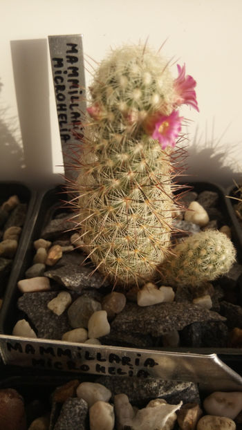 08.02.2018 - Mammillaria microhelia