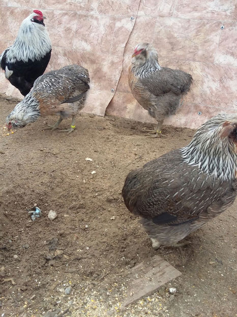 IMG-20180208-WA0003 - 2018 Araucana Argintiu fam nr 1