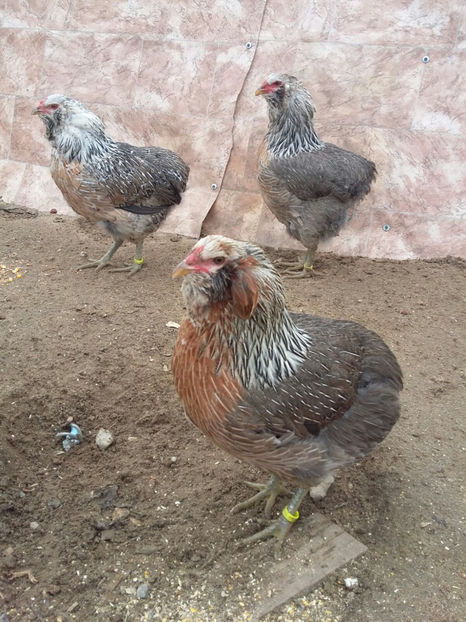 IMG-20180208-WA0004 - 2018 Araucana Argintiu fam nr 1