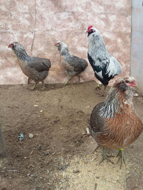 IMG-20180208-WA0006 - 2018 Araucana Argintiu fam nr 1