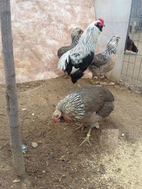 IMG-20180208-WA0011 - 2018 Araucana Argintiu fam nr 1