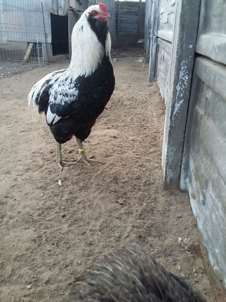 IMG-20180208-WA0017 - 2018 Araucana Argintiu fam nr 2