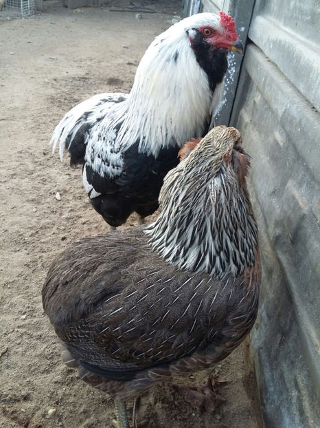 IMG-20180208-WA0019 - 2018 Araucana Argintiu fam nr 2