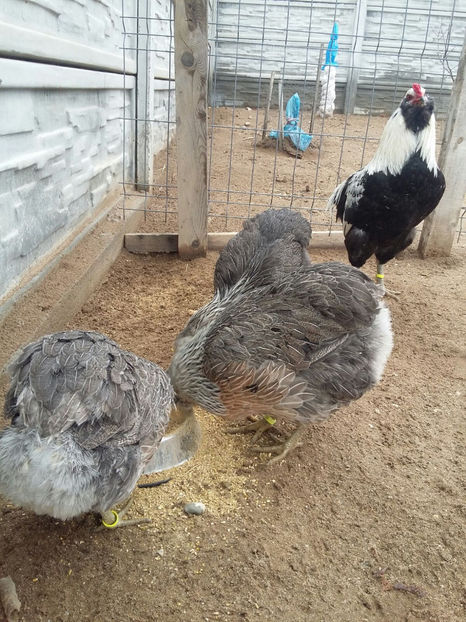 IMG-20180208-WA0021 - 2018 Araucana Argintiu fam nr 2