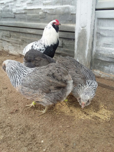 IMG-20180208-WA0024 - 2018 Araucana Argintiu fam nr 2