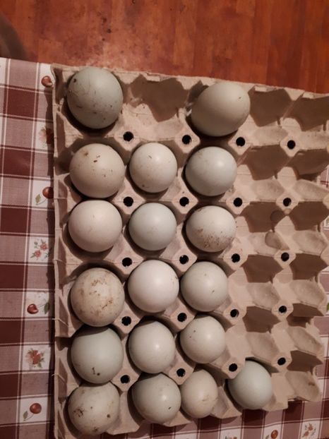  - Araucana 2018