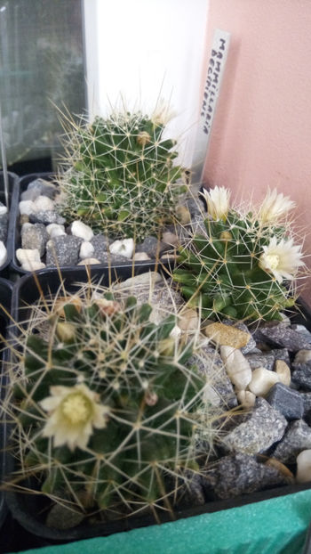 18.11.2017 - Mammillaria decipiens