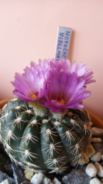 21.04.2017 - Notocactus uebelmannianus