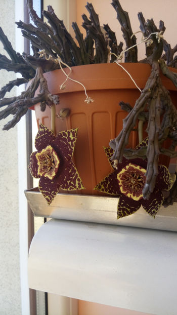 17.10.2017 - Orbea variegata