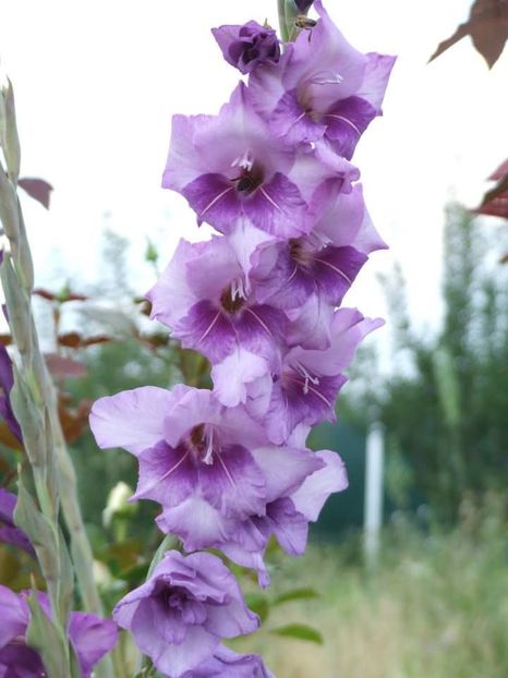 2013_gladiole_2 - 2013_07_Gladiole