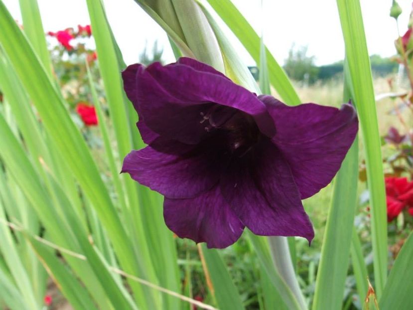 2013_gladiole_3 - 2013_07_Gladiole