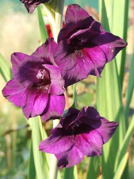 2013_gladiole_5 - 2013_07_Gladiole