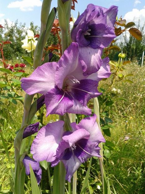 2013_gladiole_10 - 2013_07_Gladiole