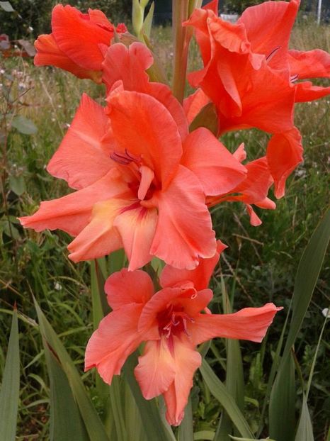 2013_gladiole_12 - 2013_07_Gladiole