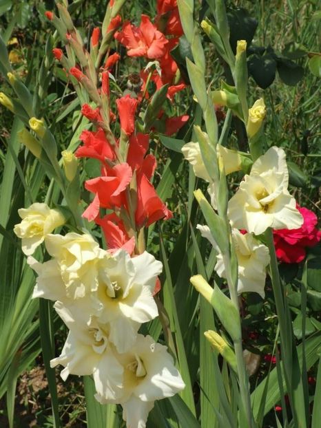 2013_gladiole_15 - 2013_07_Gladiole