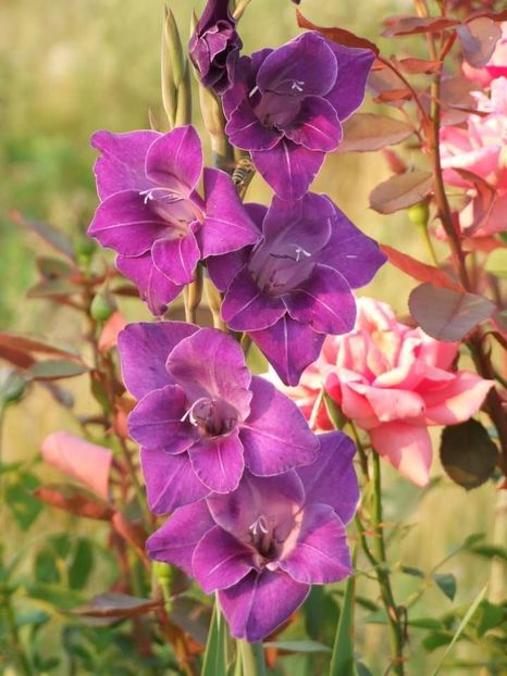 2013_gladiole_16 - 2013_07_Gladiole