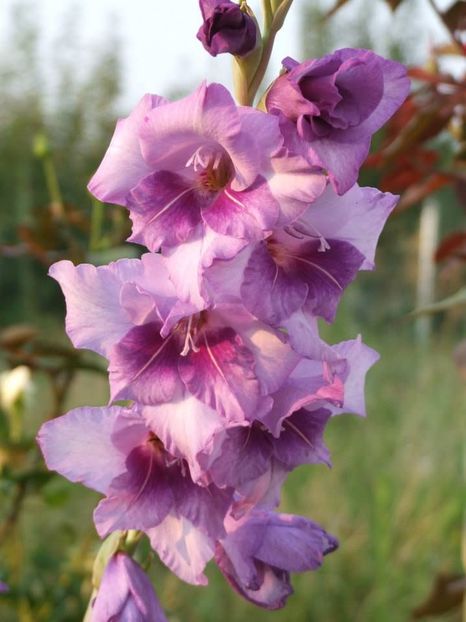 2013_gladiole_17 - 2013_07_Gladiole