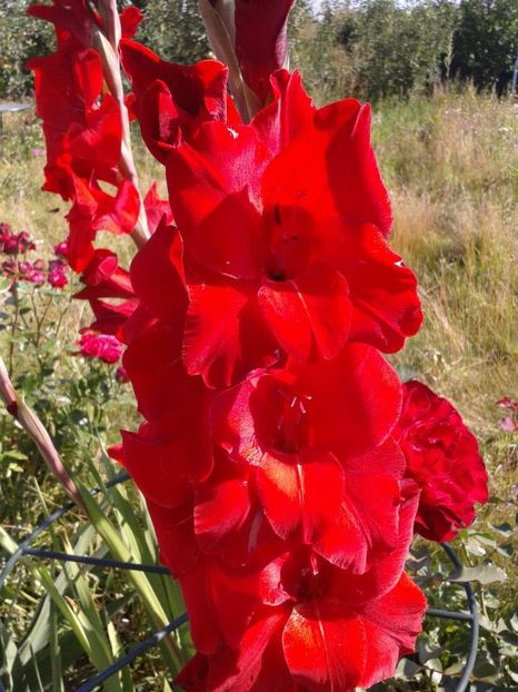 2013_gladiole_26 - 2013_07_Gladiole