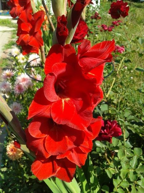 2013_gladiole_27 - 2013_07_Gladiole
