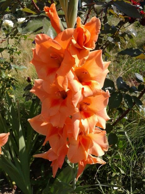 2013_gladiole_29 - 2013_07_Gladiole