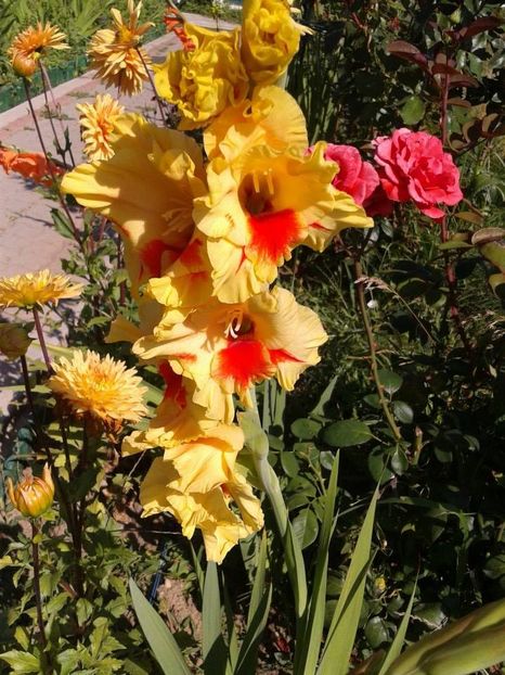 2013_gladiole_30 - 2013_07_Gladiole