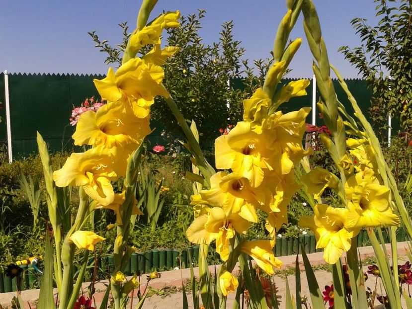 2013_gladiole_34 - 2013_07_Gladiole