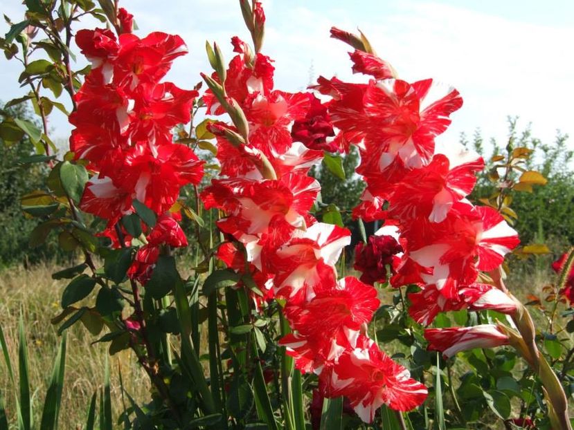 2013_gladiole_37 - 2013_07_Gladiole