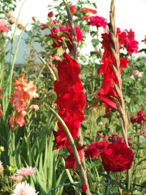 2013_gladiole_38 - 2013_07_Gladiole