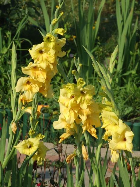 2013_gladiole_39 - 2013_07_Gladiole