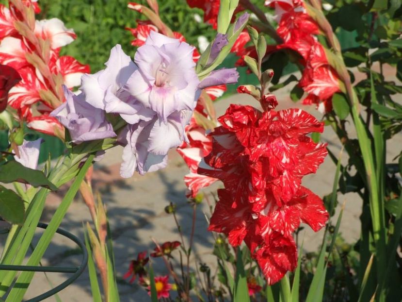 2013_gladiole_40 - 2013_07_Gladiole