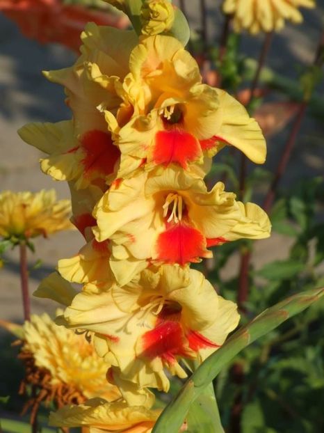 2013_gladiole_41 - 2013_07_Gladiole