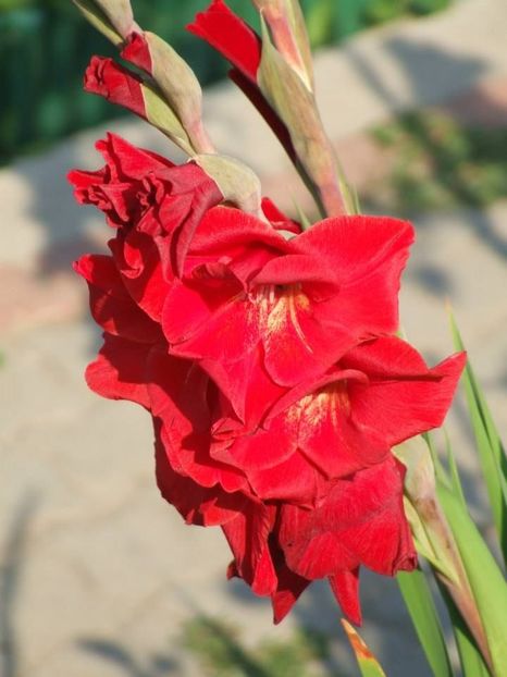 2013_gladiole_42 - 2013_07_Gladiole