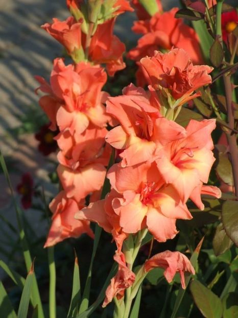 2013_gladiole_43 - 2013_07_Gladiole