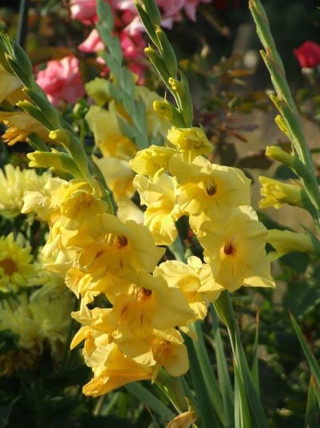 2013_gladiole_44 - 2013_07_Gladiole