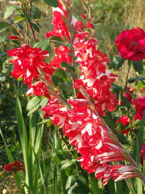 2013_gladiole_45 - 2013_07_Gladiole