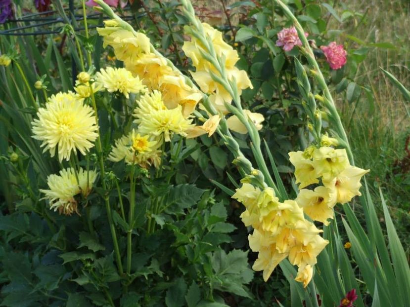 2013_gladiole_47 - 2013_07_Gladiole