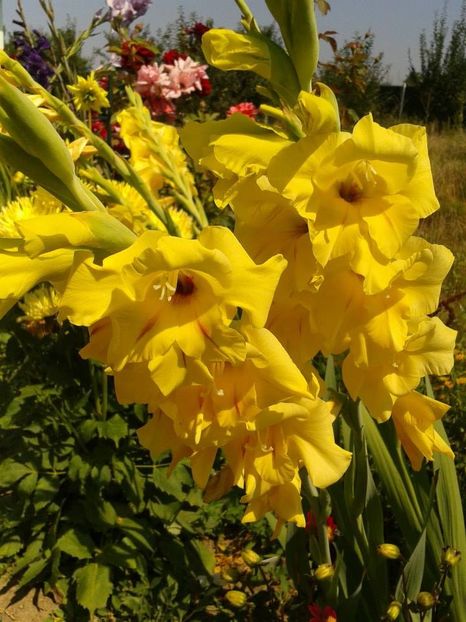 2013_gladiole_48 - 2013_07_Gladiole